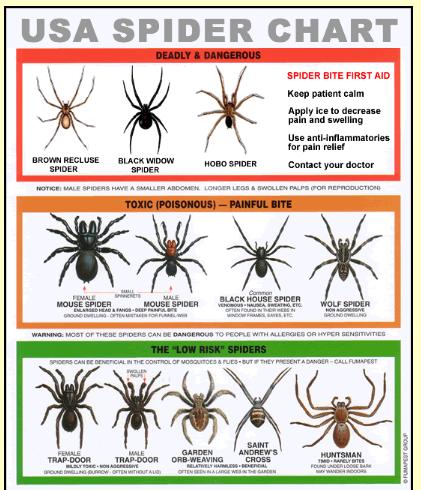 spider chart